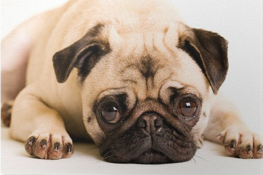 Depressão em cães: causas, sintomas e tratamentos