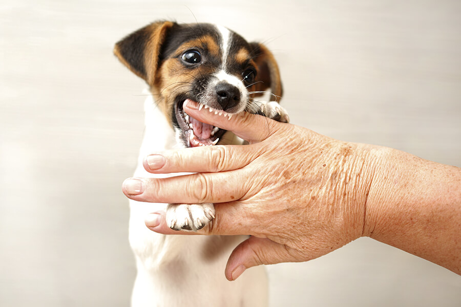 6 Dicas para seu cão parar de morder
