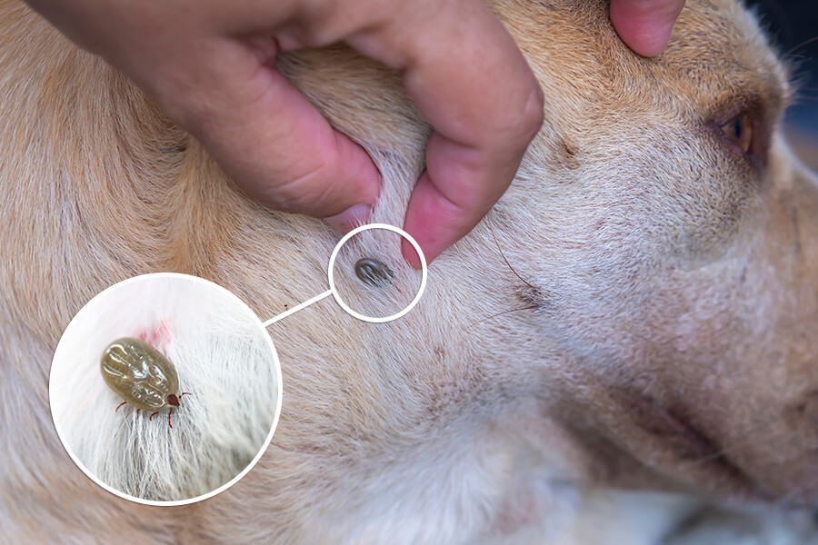 Doença do carrapato em cães. Sintomas, tratamento e prevenção