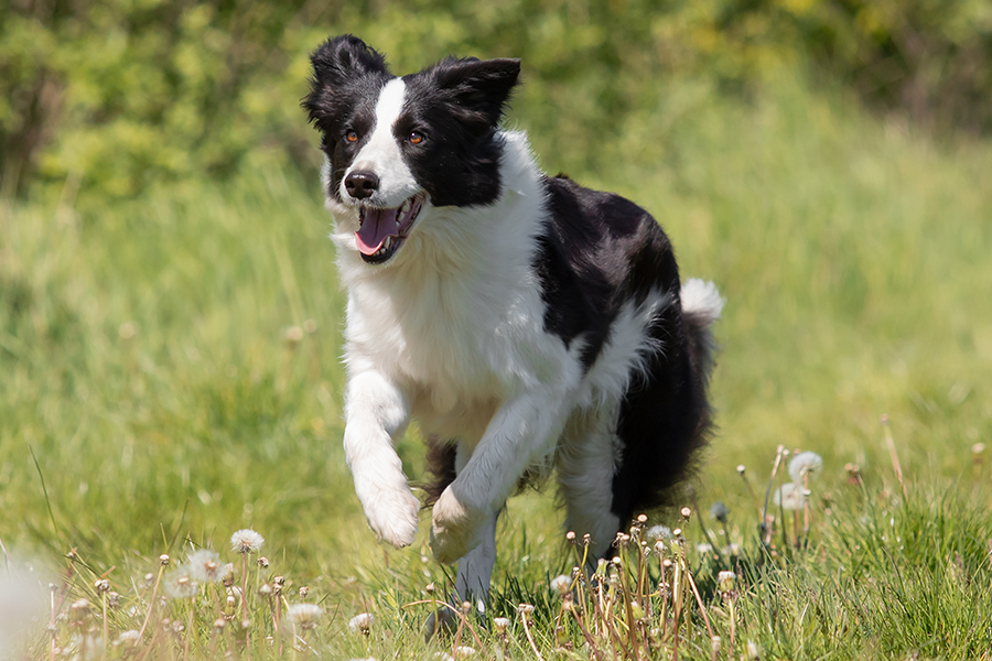 Raça Border Collie - Características e curiosidades