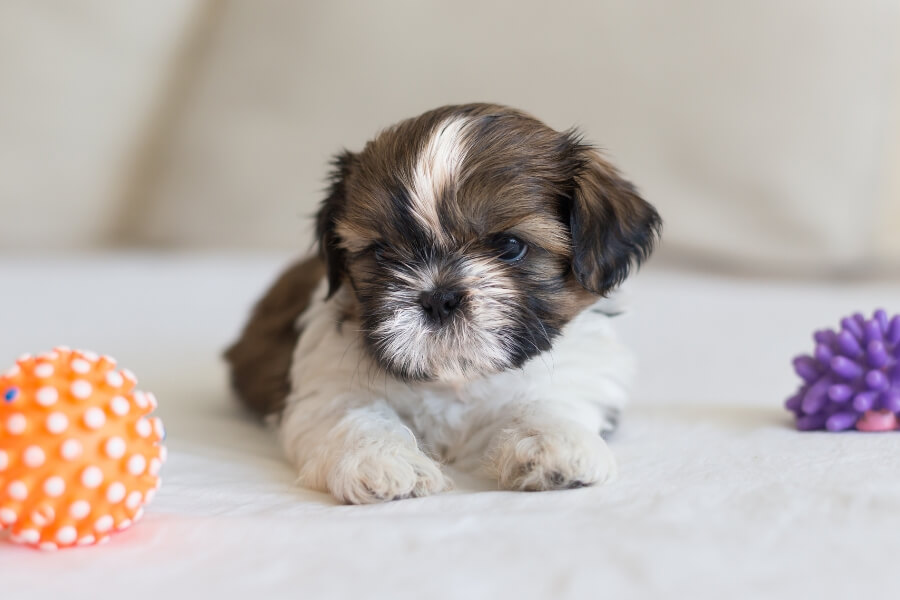 Raça Shih Tzu - Características e Curiosidades