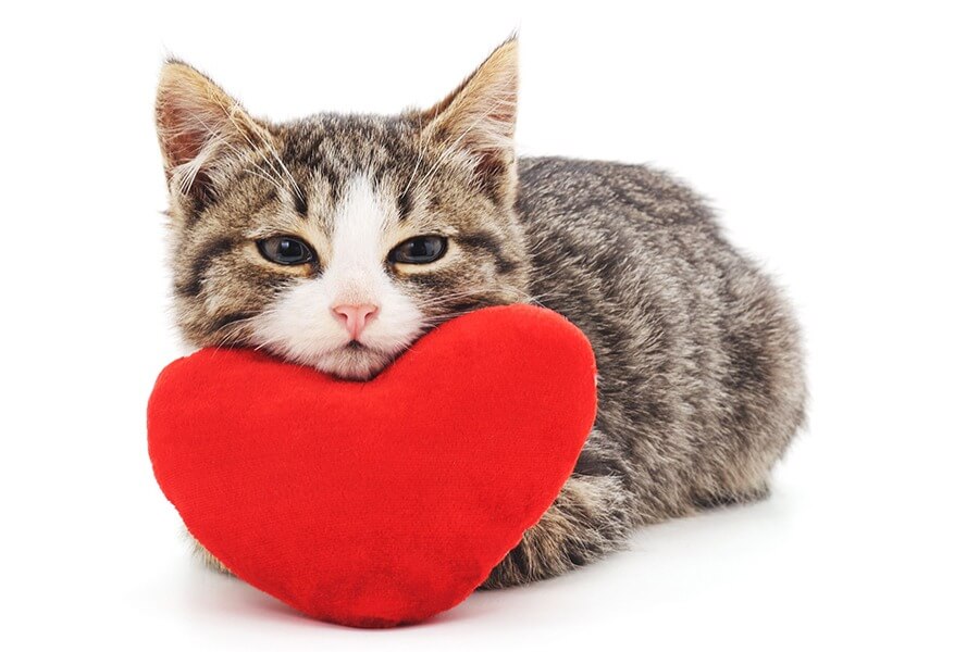 10 Sinais fofos de que seu gato te ama