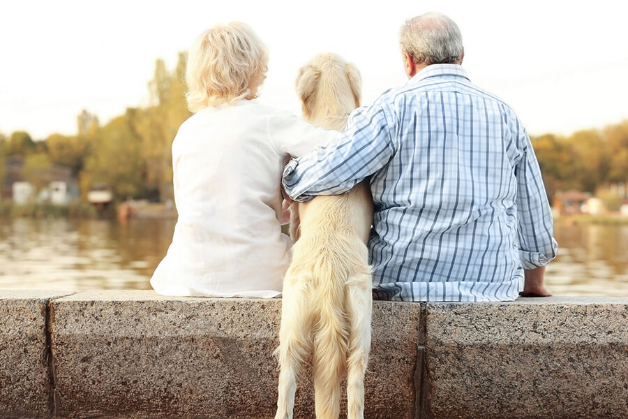Conheça as 5 raças de cães mais indicadas para os idosos