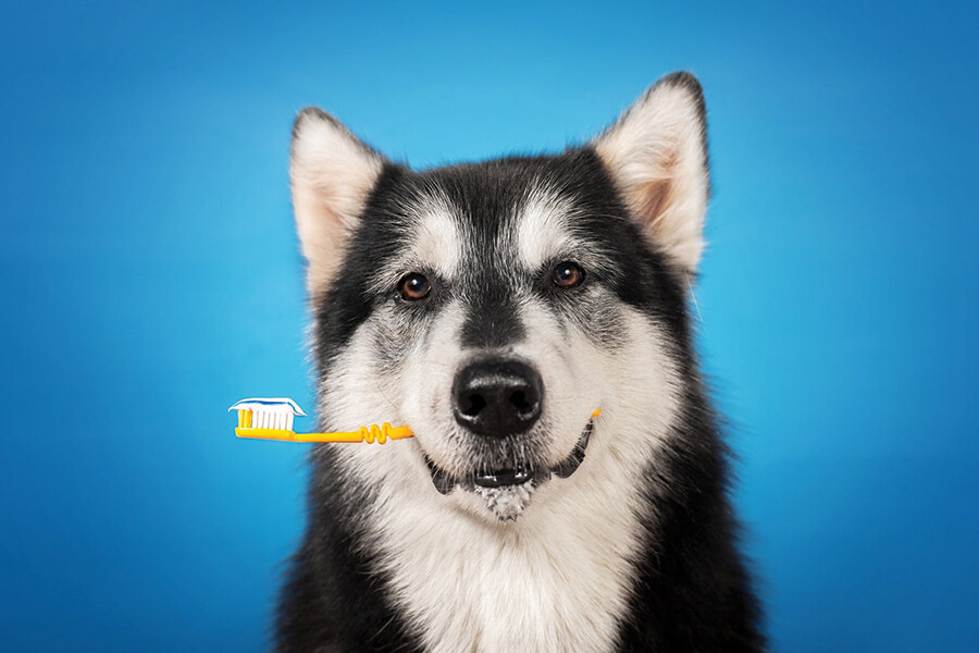 Almofadas de lamber para cães  Jogos de exercícios divertidos