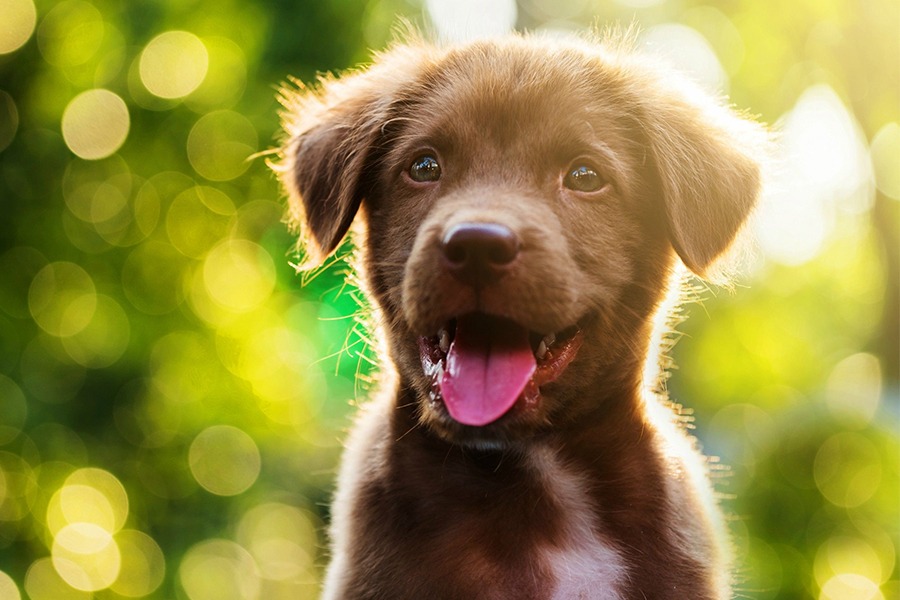 50 nomes para cães e seus significados