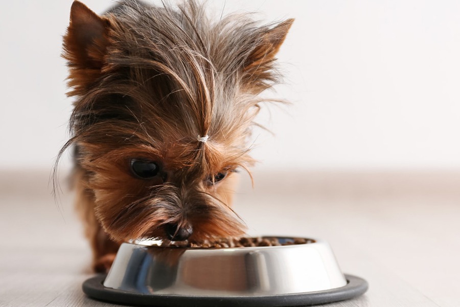 Alimentação e Nutrição Ideal: Quanto devo alimentar meu cão e com que frequência?