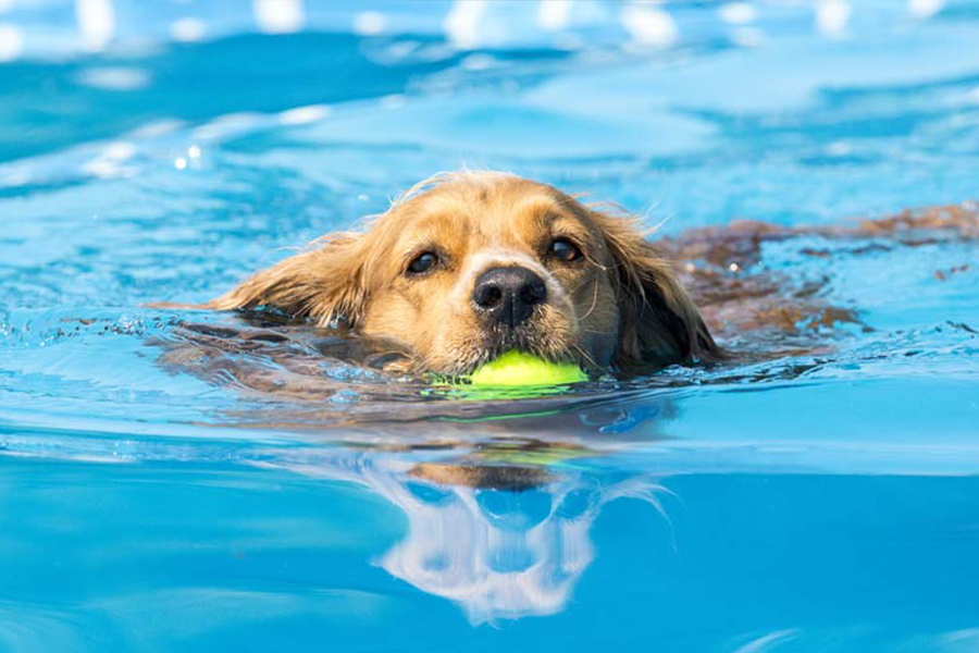 Cachorro nadando - Benefícios e cuidados com o pet na água