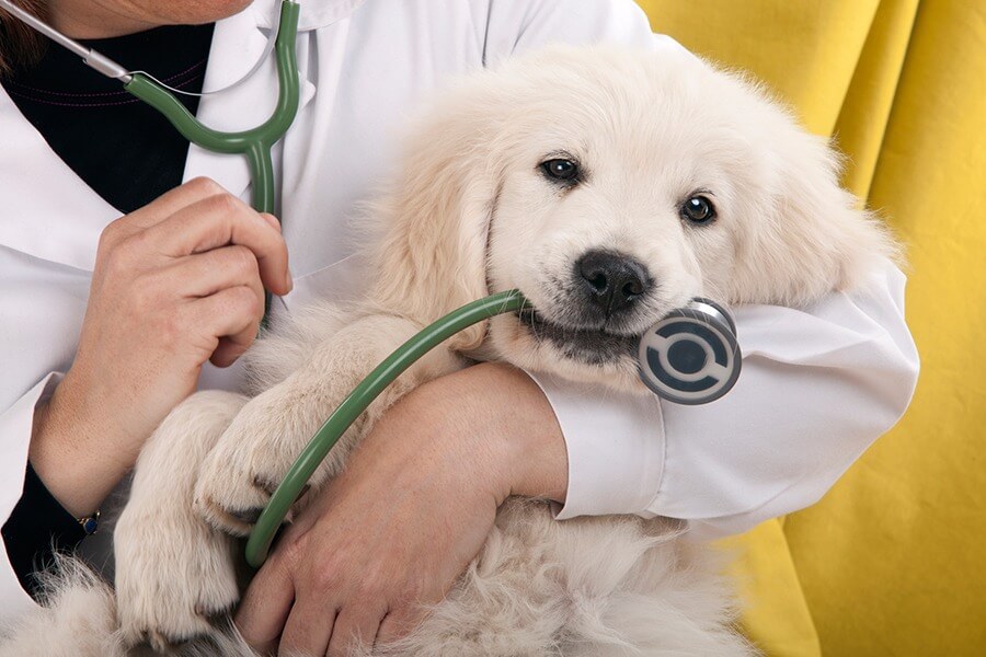 Como evitar doenças comuns nos pets durante o verão?