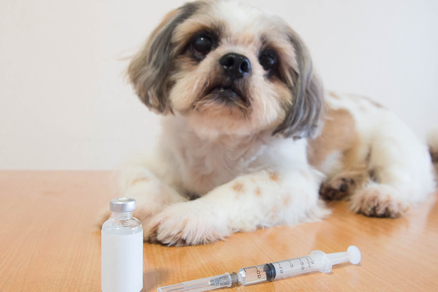 Reação de vacina em cachorros: O que fazer? 