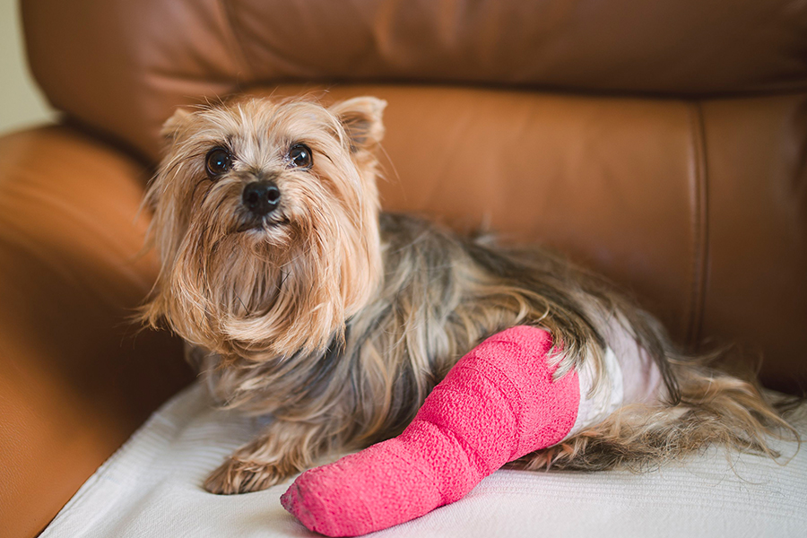Fratura canina: Como evitar acidentes com cachorros pequenos?