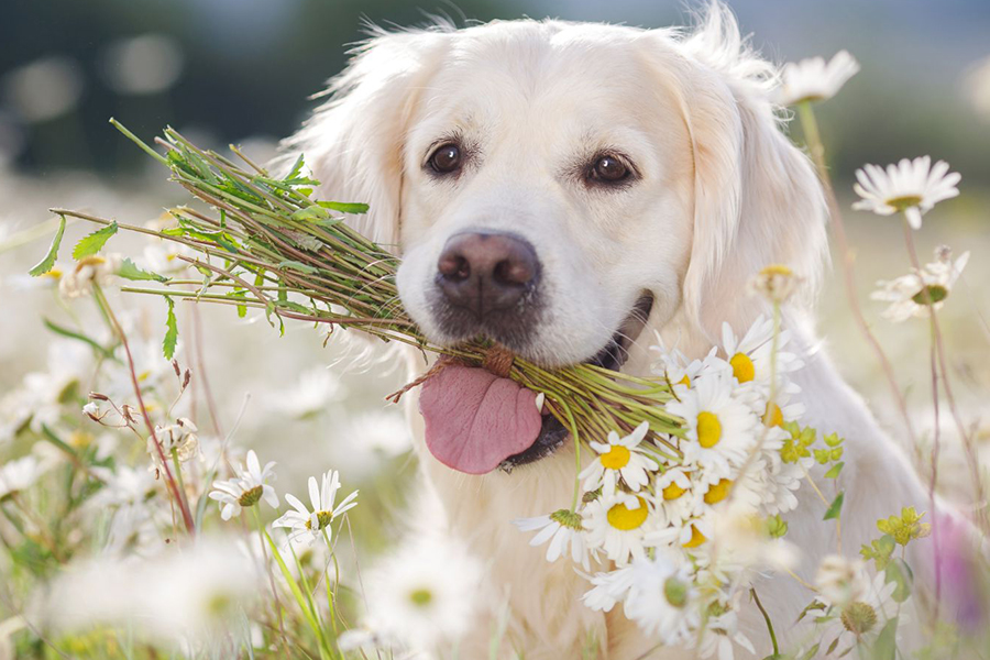 Terapia floral faz bem para cães?