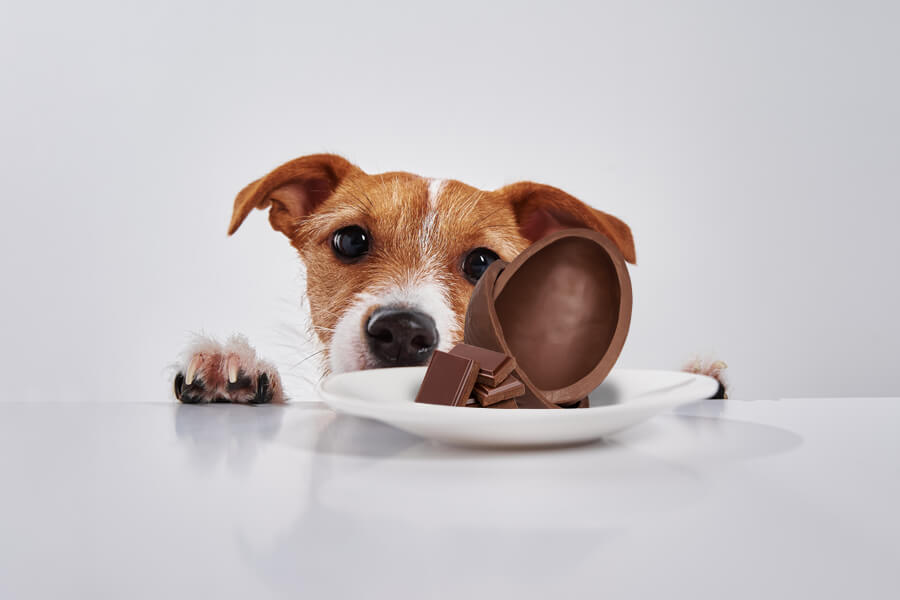 Cães podem comer chocolate?