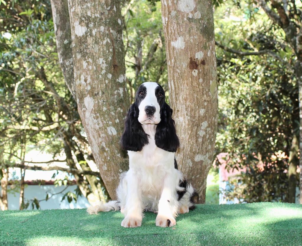 Filhote de Cocker Spaniel Inglês Melhor Preço Espírito Santo - Filhote de  Cocker Spaniel Inglês Dourado - Encrenquinhas