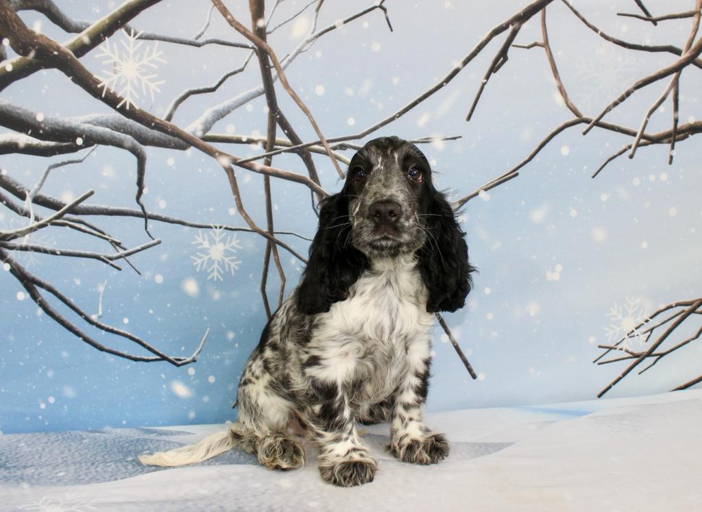 Filhote de Cocker Spaniel Inglês Melhor Preço Espírito Santo - Filhote de  Cocker Spaniel Inglês Dourado - Encrenquinhas